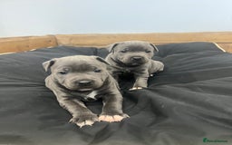 Staffordshire Bull Terrier dogs for sale: READY TO GO 2x BEAUTIFUL BLUE BOYS - Image 3