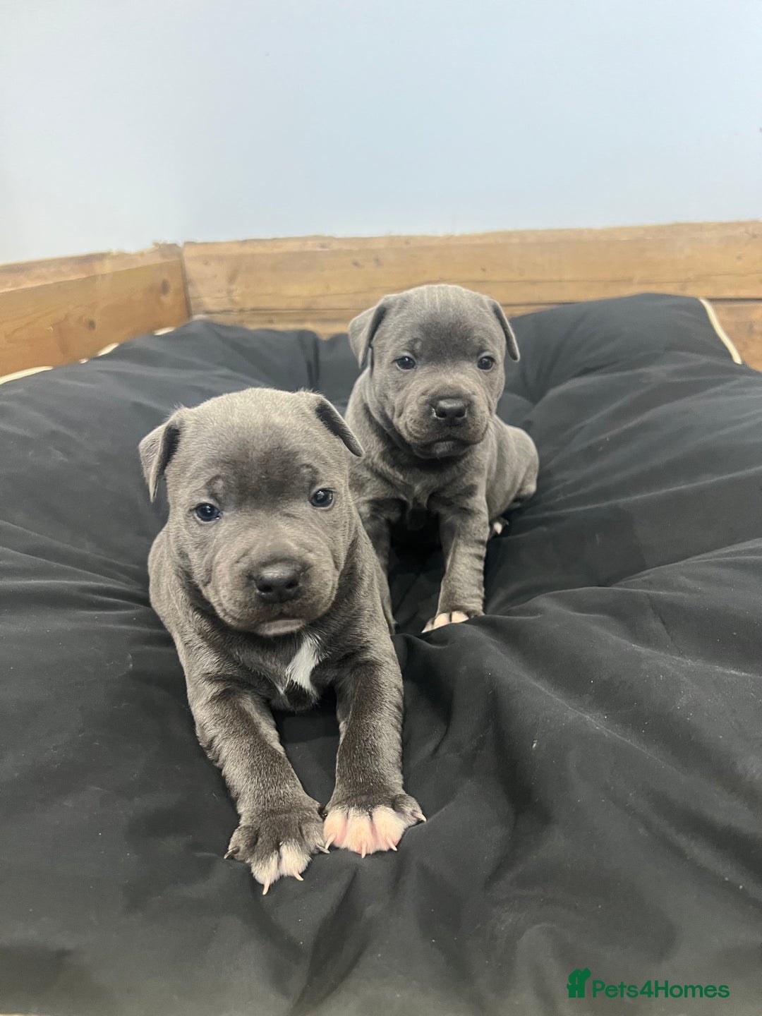 Staffordshire Bull Terrier dogs for sale: READY TO GO 2x BEAUTIFUL BLUE BOYS - Image 3