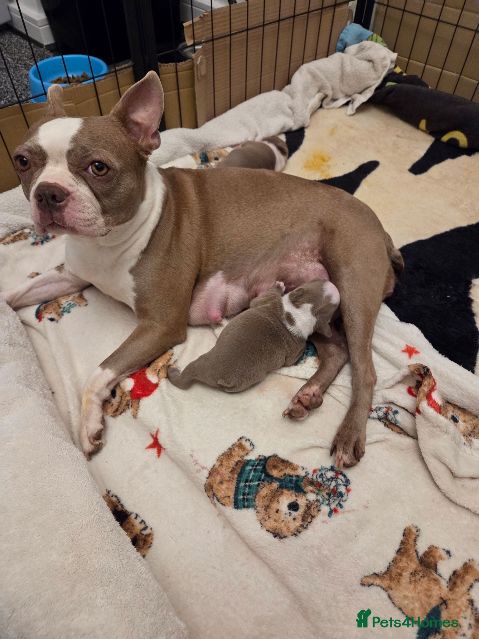 Boston Terrier dogs 8th Generation KC Reg Boston Terrier Puppies  - Advert 9