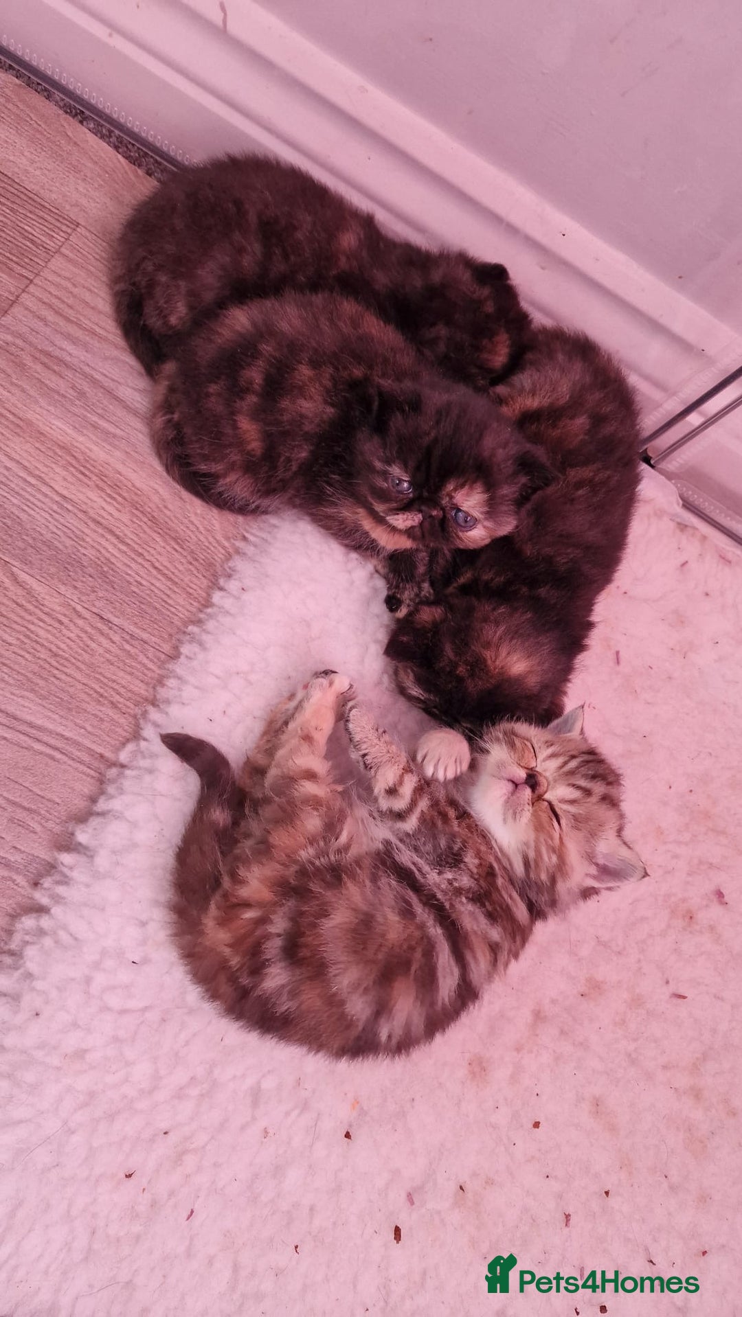 Exotic cats for sale: Beautiful two GCCF registered tortie girls  - Advert 2