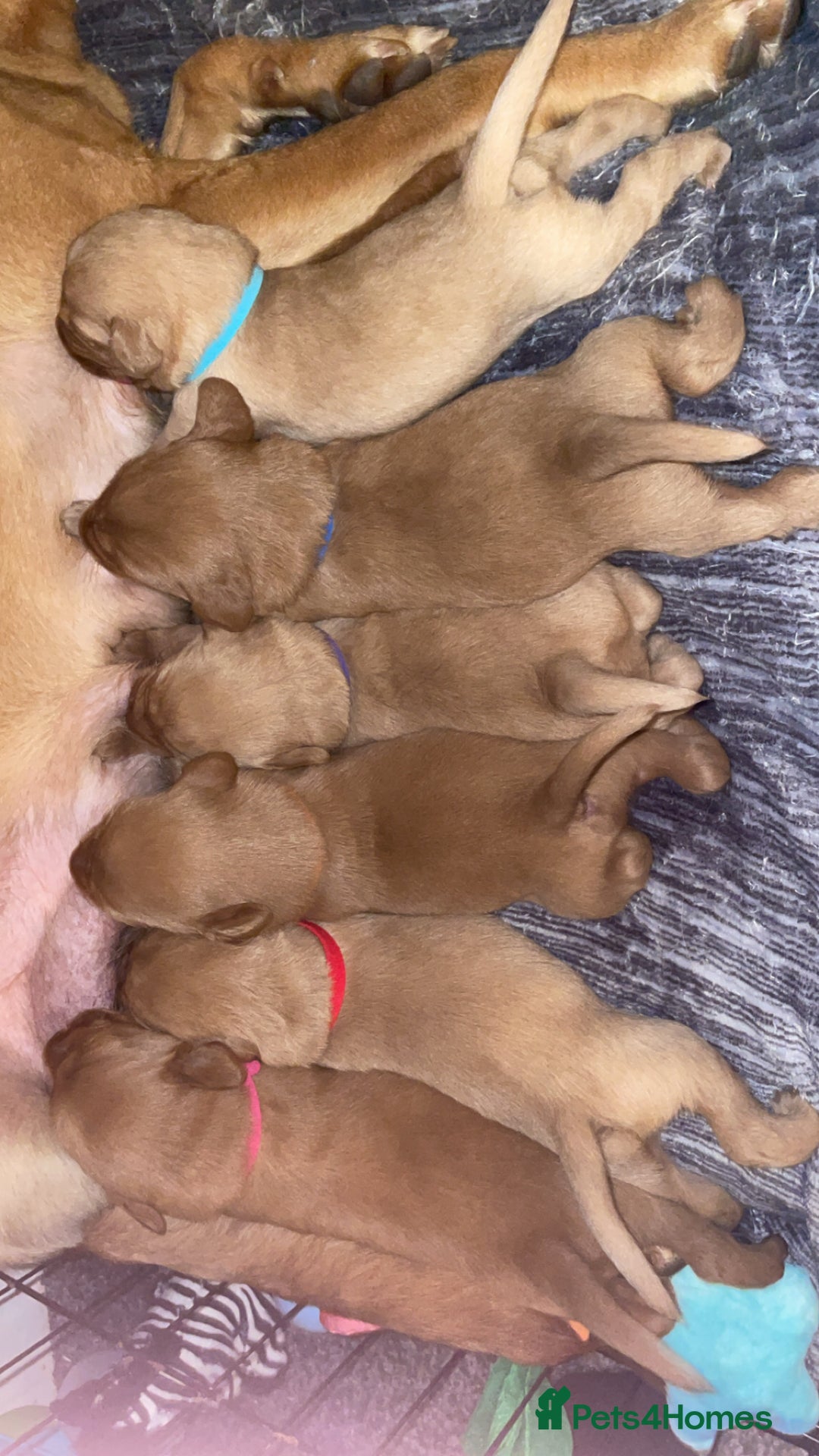 Labradoodle dogs for sale: F1b labradoodle puppies - Advert 15