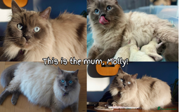Ragdoll cats for sale: 🐾Adorable Blue Point Ragdoll Kittens ready soon🐾 - Image 6