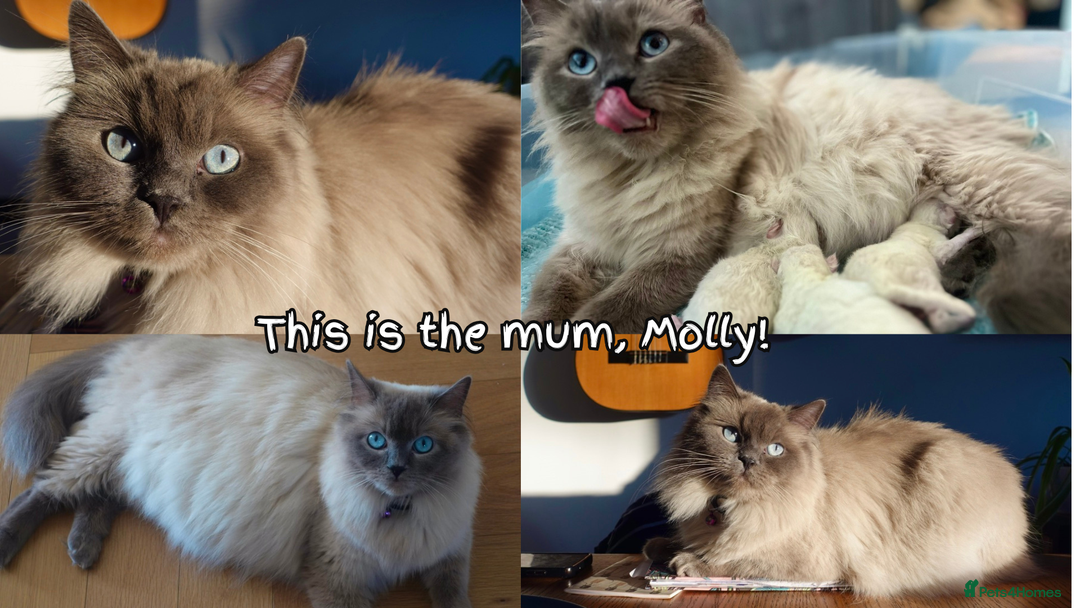 Ragdoll cats for sale: 🐾Adorable Blue Point Ragdoll Kittens ready soon🐾 - Image 6