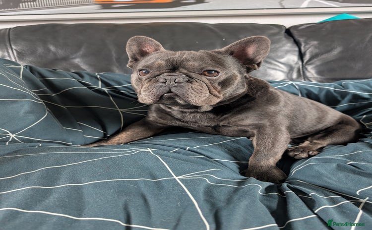 French Bulldog dogs - Advert 7