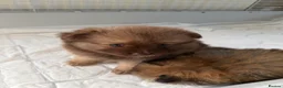 Pomeranian dogs for sale: Pomeranian puppy’s  - Advert 8
