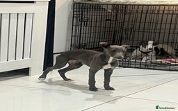 Whippet dogs for sale: Blue boy kc reg fully vaccinated and microchip  - Image 4