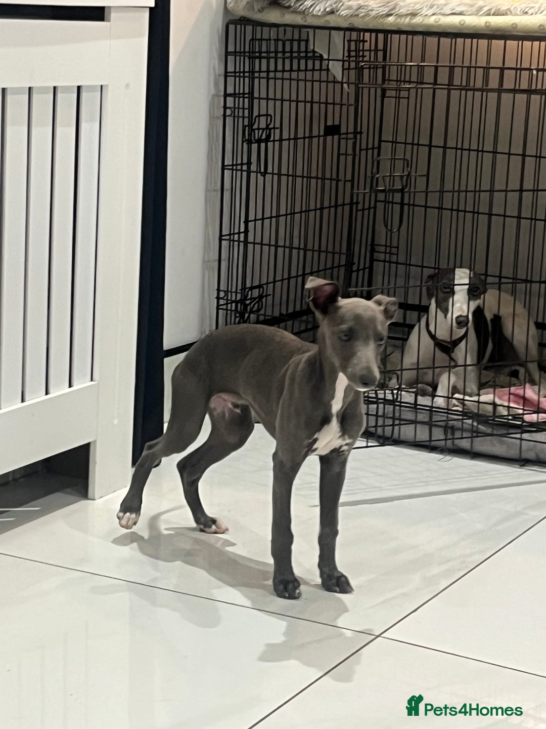 Whippet dogs for sale: Blue boy kc reg fully vaccinated and microchip  - Image 4
