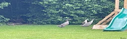 Ducks poultry for sale: Indian Runner Ducks - Advert 5