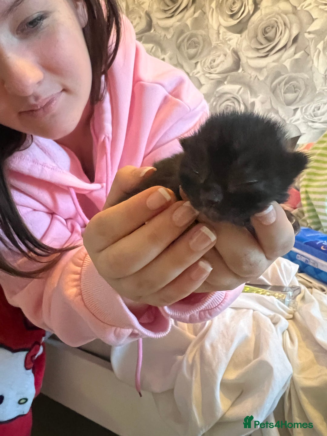 Mixed Breed cats for sale: 1 black and white boy kitten left  - Advert 6
