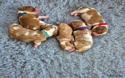 Cavalier King Charles Spaniel dogs for sale: KC Registered, Cavalier King Charles Spaniels  - Image 9