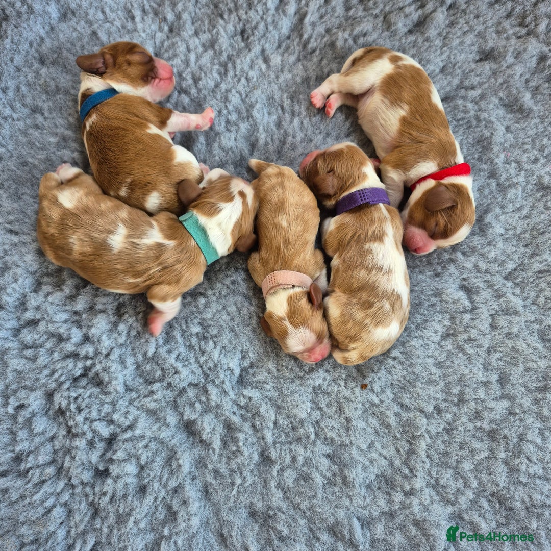 Cavalier King Charles Spaniel dogs for sale: KC Registered, Cavalier King Charles Spaniels  - Image 9