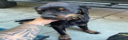 Mixed Breed dogs for sale: Rottweiler x Rottweiler x Akita  - Advert 3
