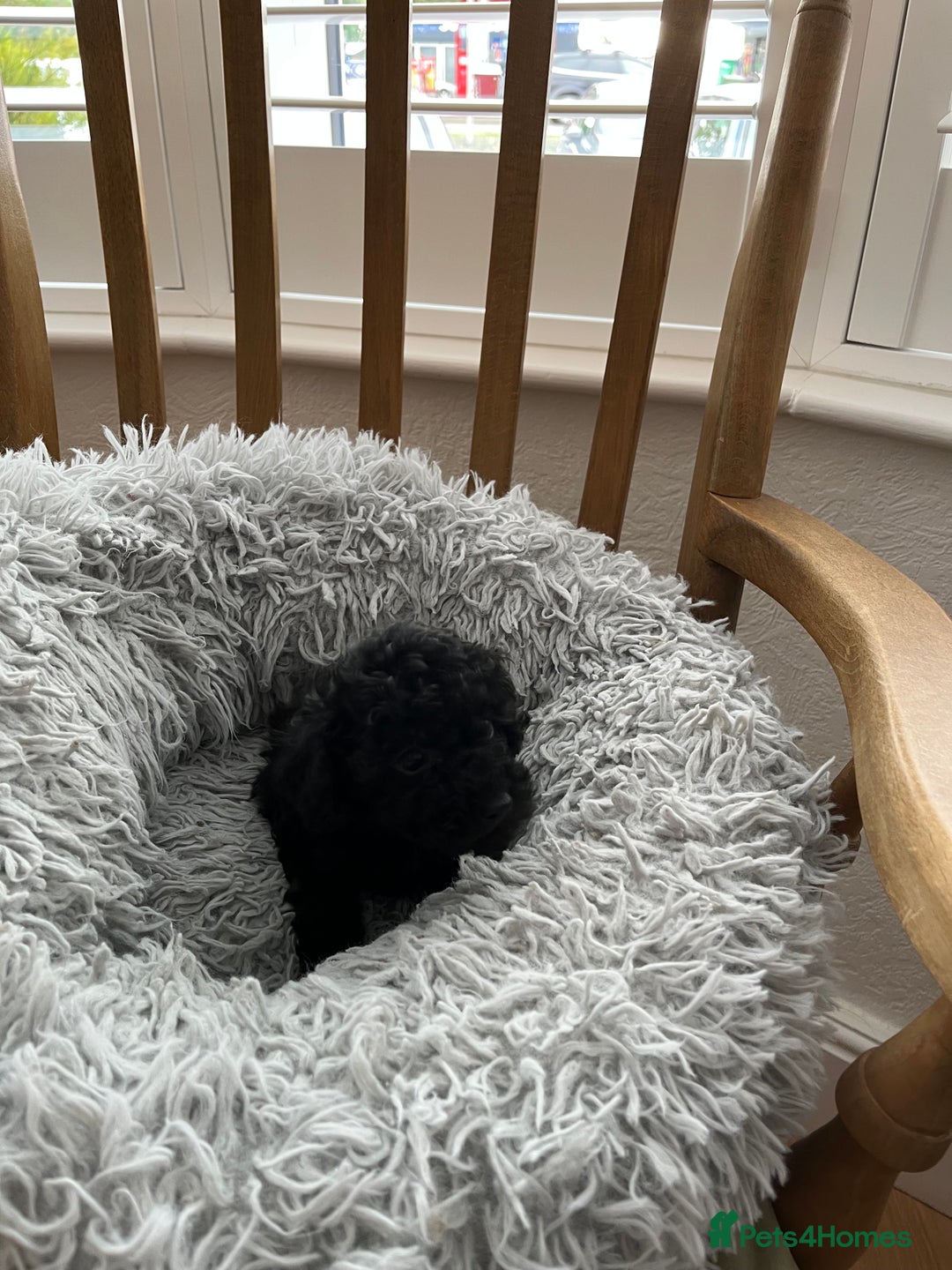 Toy Poodle dogs for sale: Toy Poodle Puppies  - Image 7