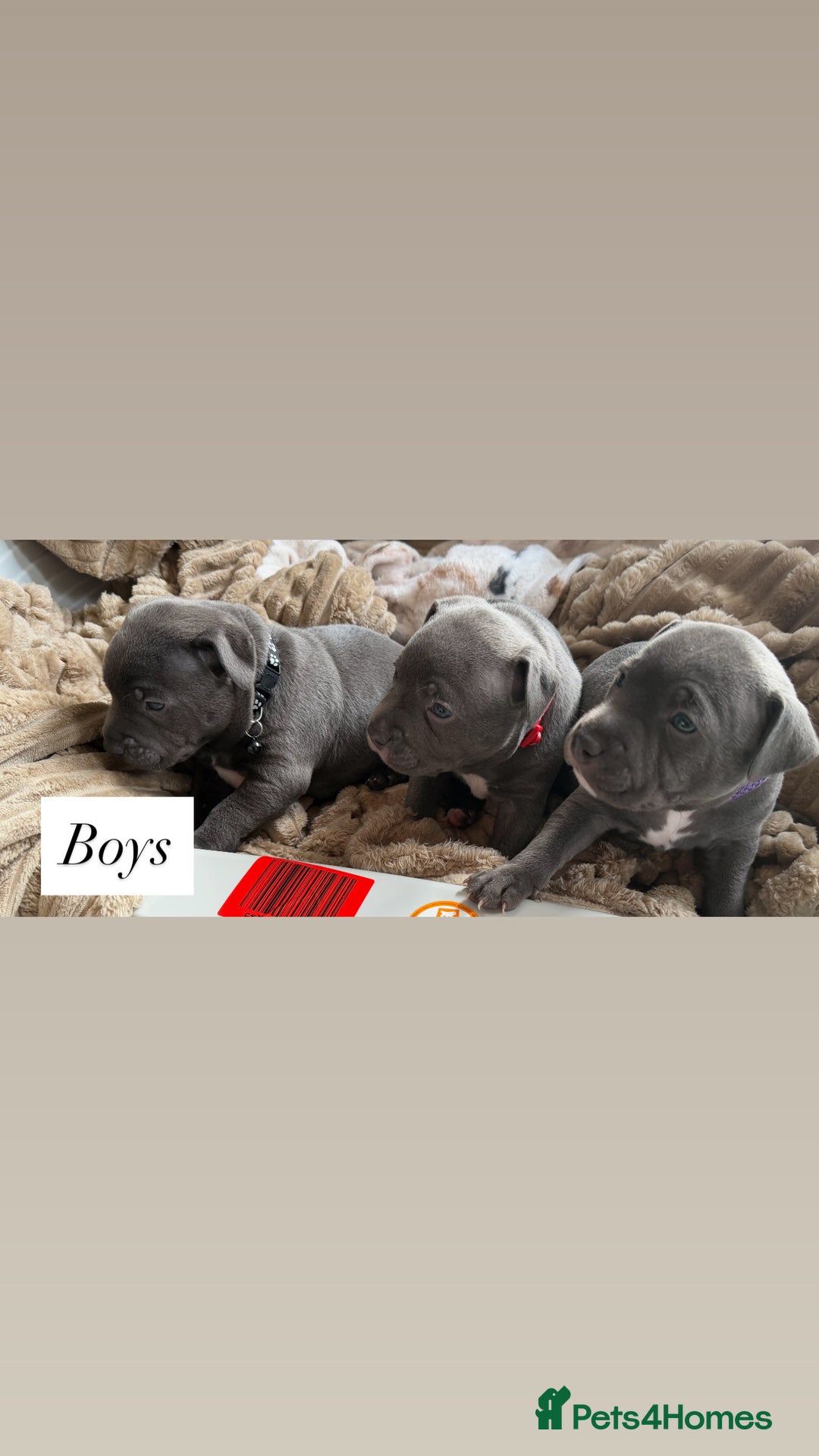Staffordshire Bull Terrier dogs for sale: 5 beautiful blue Staffordshire puppies  - Advert 7