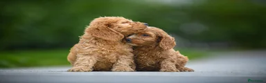 Cavapoo 1