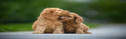 Cavapoo dogs for sale: Adorable cavapoo puppies - Advert 3