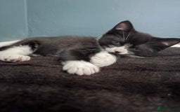 Russian Blue cats for sale: Part Ragdoll and Russian Blue Kittens for sale - Image 3