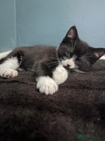 Russian Blue cats - Advert 10