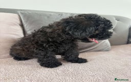 Toy Poodle dogs for sale: Adorable Toy Poodle Puppies READY TO GO!  - Image 9