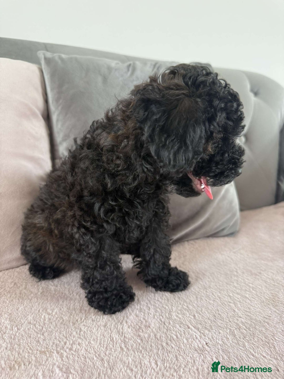 Toy Poodle dogs for sale: Adorable Toy Poodle Puppies READY TO GO!  - Image 9