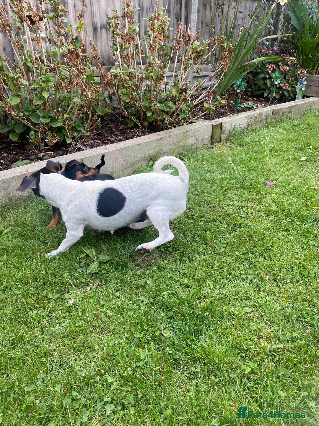 Jack Russell dogs for sale: Jack Russell terrier puppies - Image 17