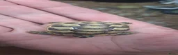 Tortoise reptiles for sale: Spur Thighed baby tortoises in Paignton - Advert 2