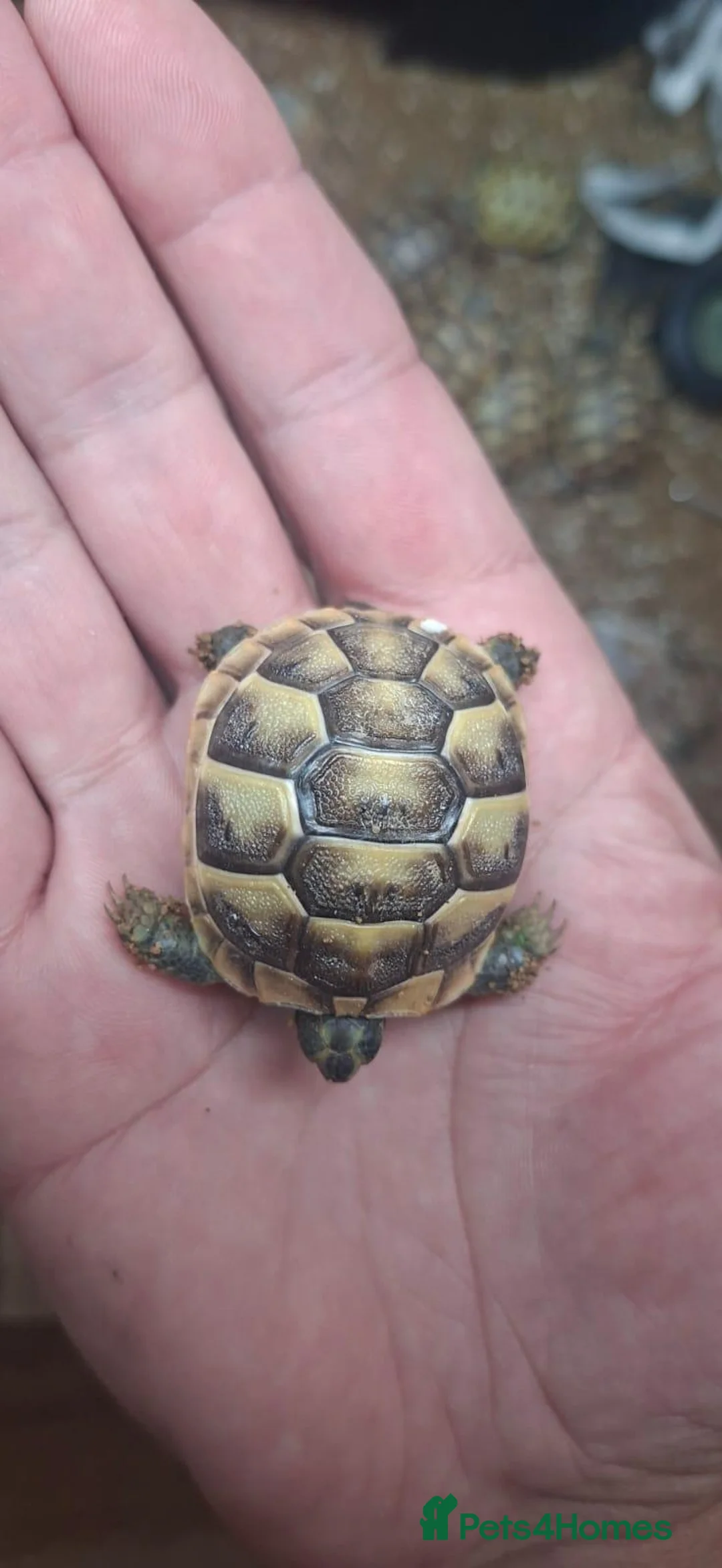 Tortoise reptiles for sale: Spur Thighed baby tortoises in Paignton - Advert 2
