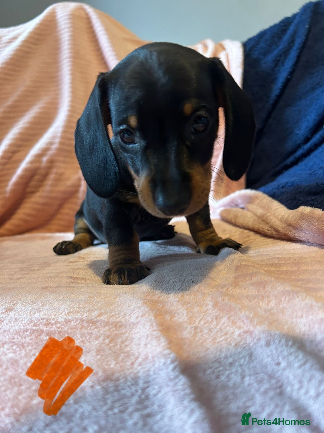 Miniature Dachshund dogs for sale: Miniature dachshunds - Image 7