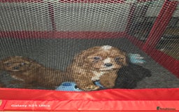 Cavapoo dogs for sale: Fox Red Cavapoo F1 Puppies  - Image 26
