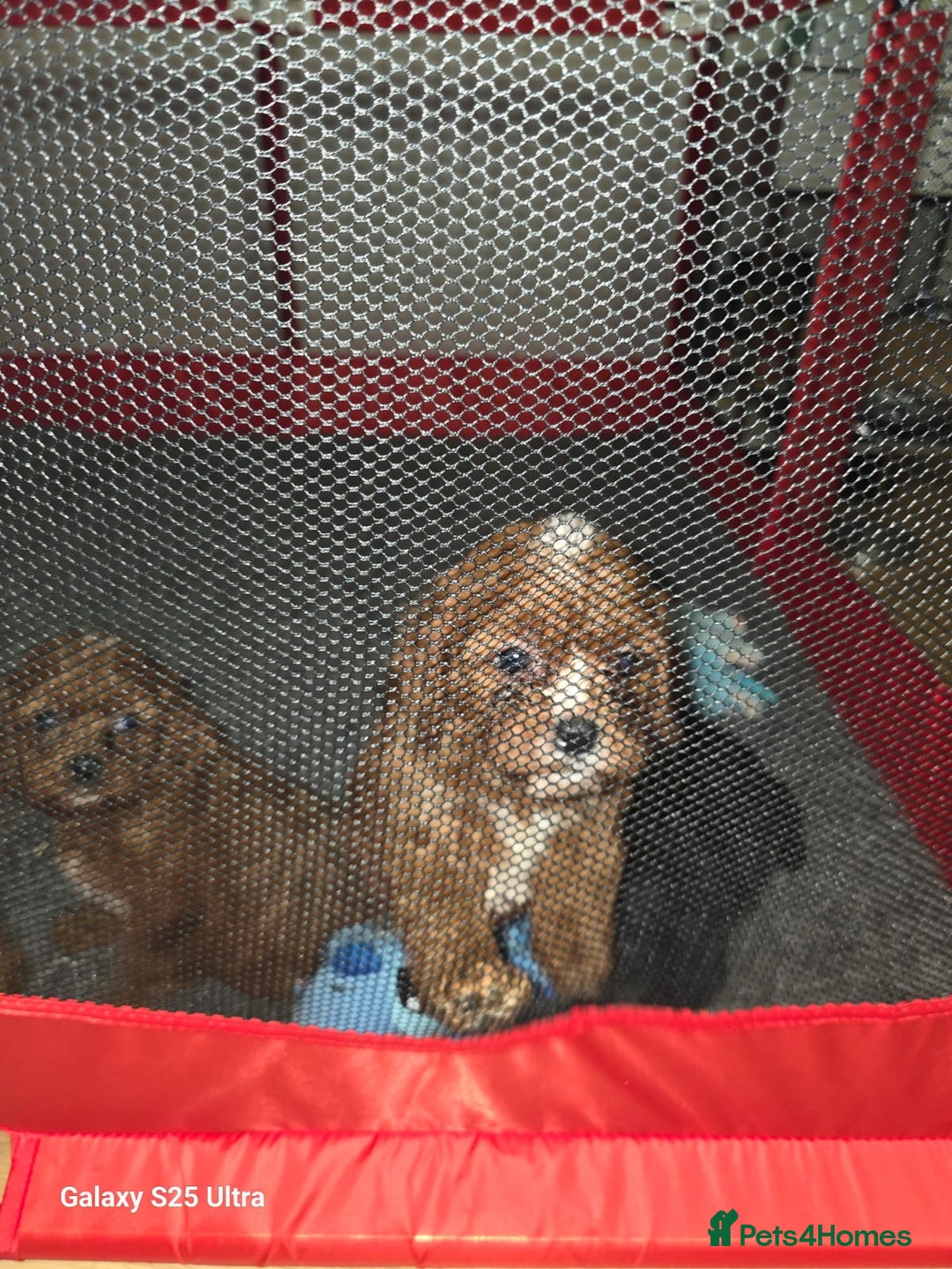 Cavapoo dogs for sale: Fox Red Cavapoo F1 Puppies  - Image 26