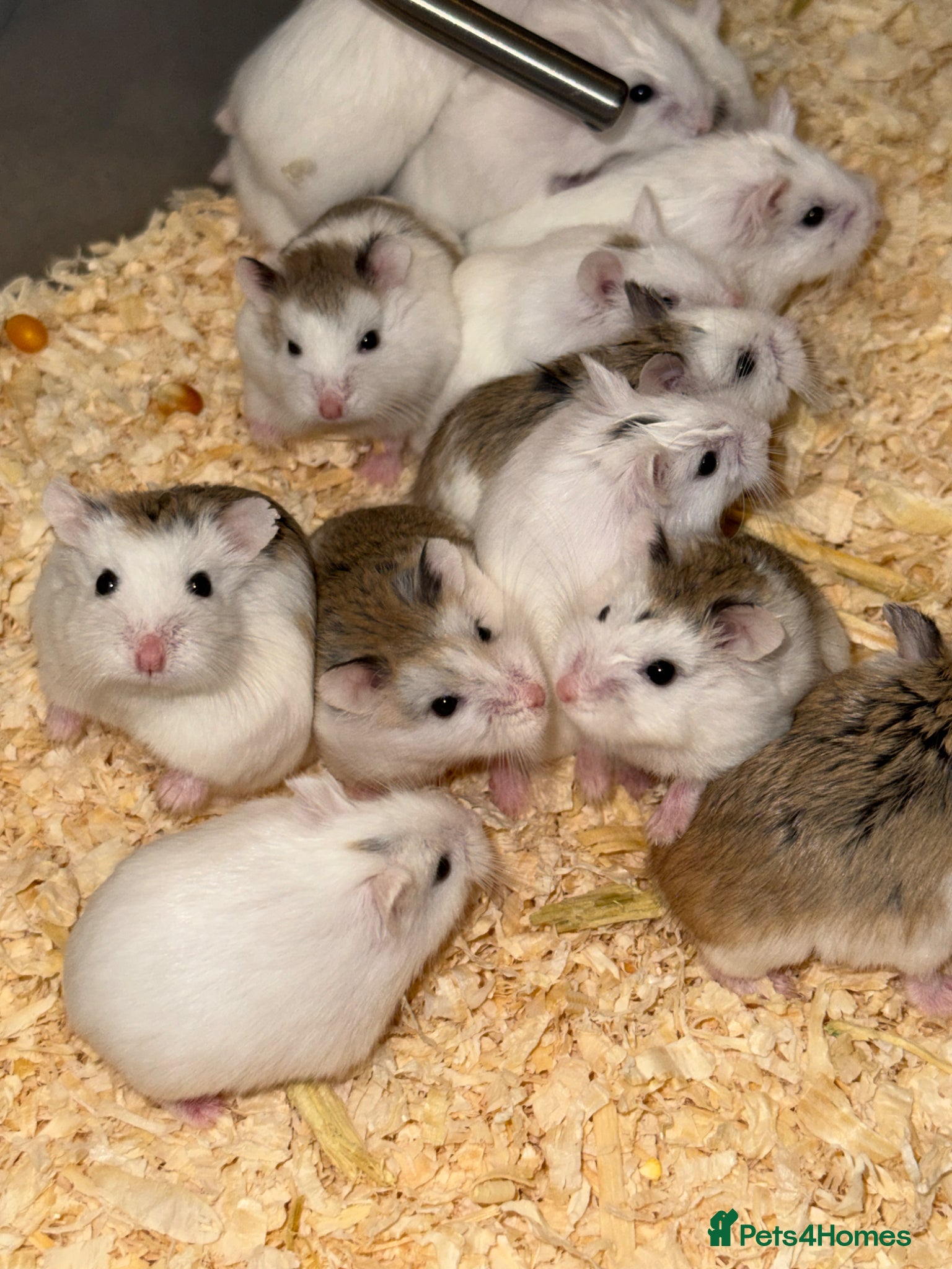 Hamster rodents for sale: Baby Roborovski Hamsters for Sale in St. Neots - Advert 1