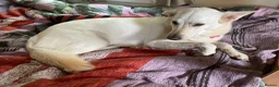 German Shepherd dogs for sale: Adoption! 6yo neutered female GSD mix for rehoming - Advert 5