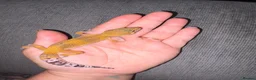 Leopard Gecko reptiles for sale: Leopard Geckos  - Advert 4
