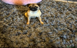 Pug dogs for sale: Pug puppy female  - Image 1