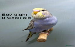 Budgerigars birds for sale: Stunning 8 week old baby budgies  - Advert 8