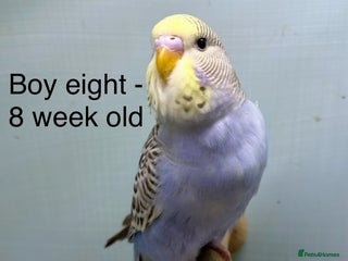 Budgerigars birds Stunning 8 week old baby budgies - Advert 5