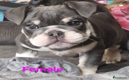 English Bulldog dogs for sale: Blue tri coloured bulldog puppys - Image 7