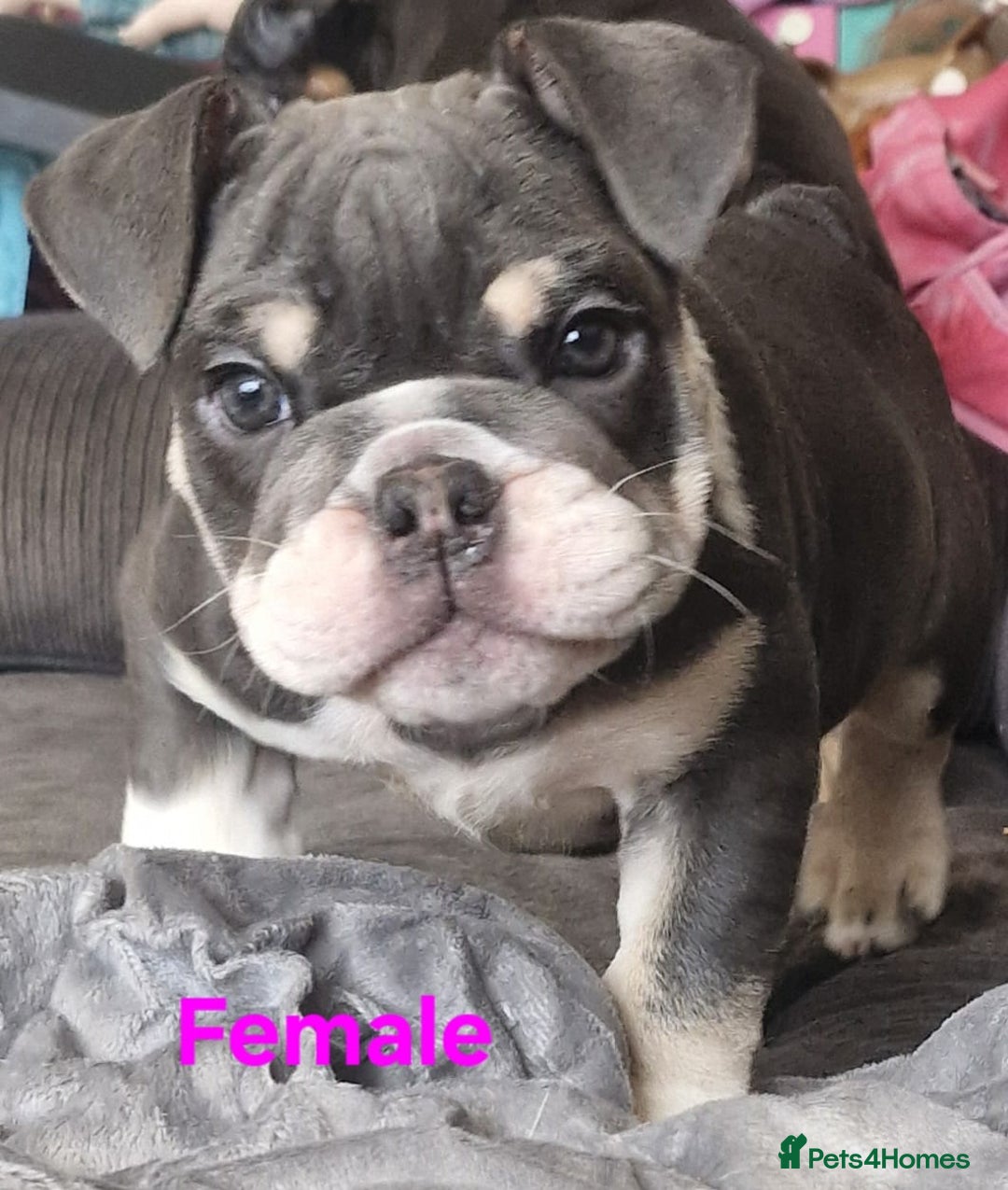 English Bulldog dogs for sale: Blue tri coloured bulldog puppys - Image 7