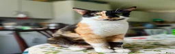 Mixed Breed cats for sale: Beautiful kittens looking for loving homes 🐾❤️ - Advert 3
