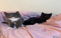 Ragdoll cats for sale: 2 male kittens (Half Ragdoll) - Image 2