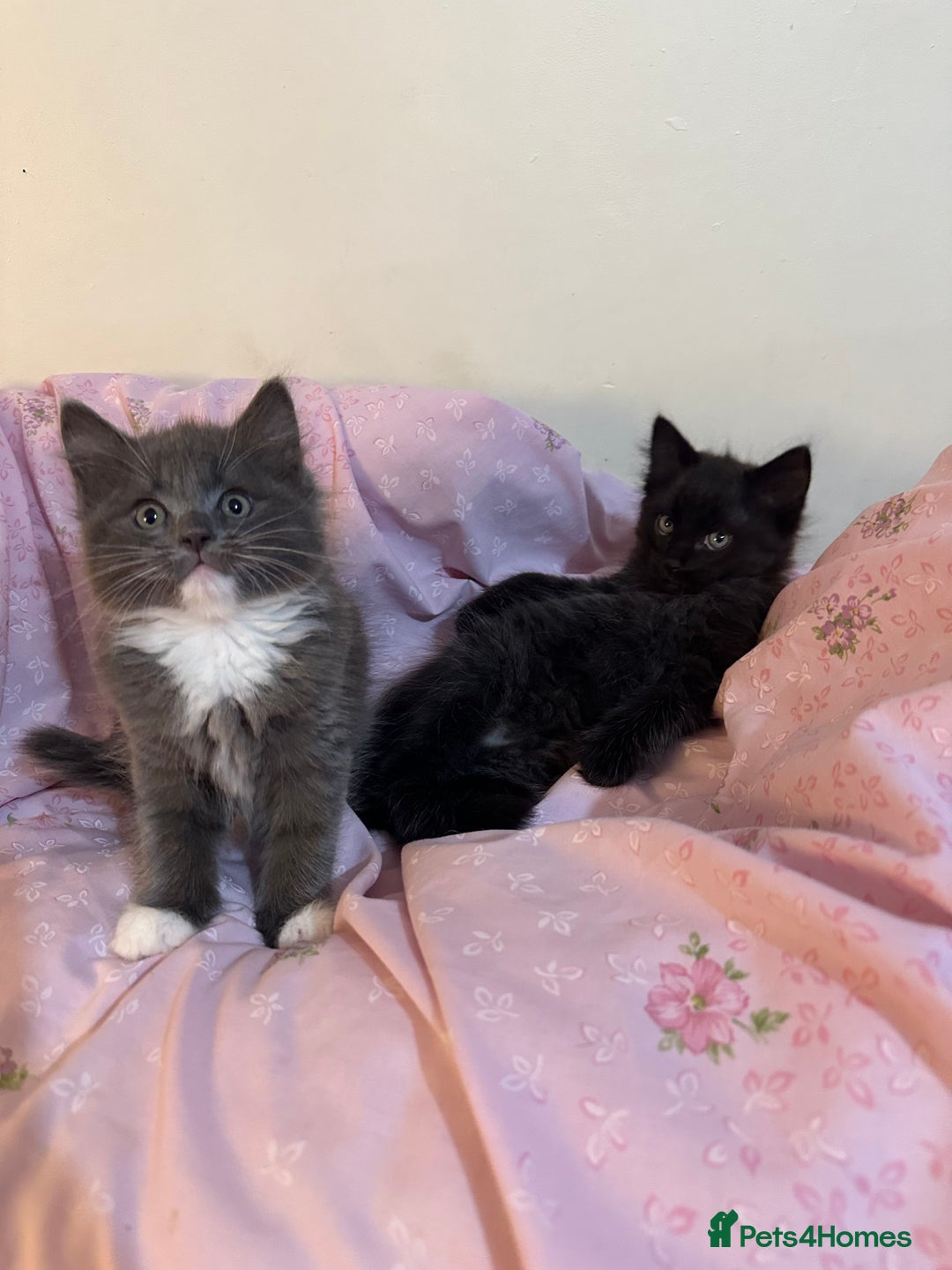 Ragdoll cats for sale: 2 male kittens (Half Ragdoll) - Image 2