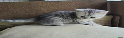 British Longhair cats for sale: Most Beautiful British Longhair Kittens - Advert 26