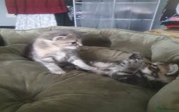 Mixed Breed cats for sale: Miss sijanda  - Image 13