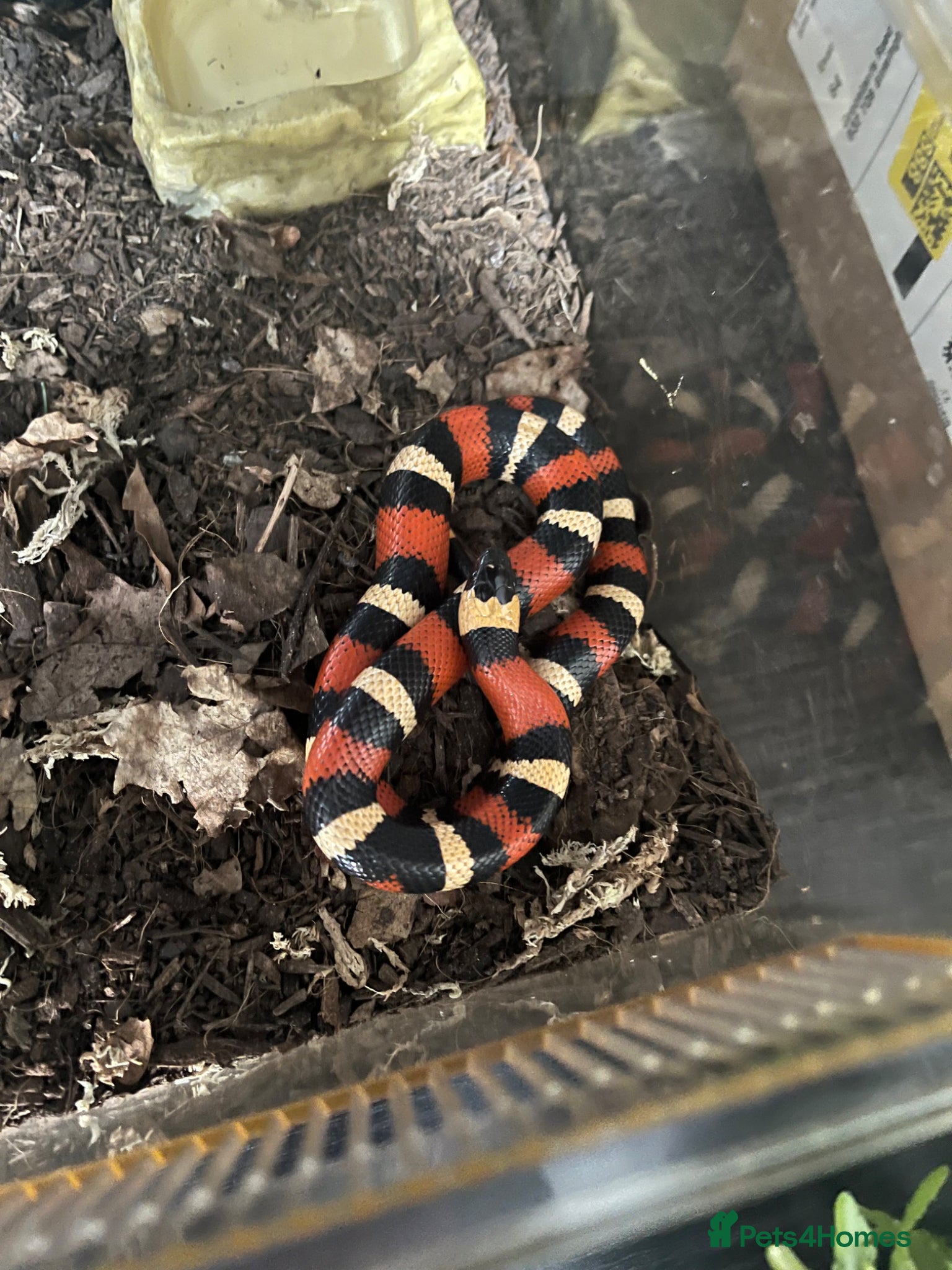 Milk Snake reptiles Pueplan milk snake  - Advert 8