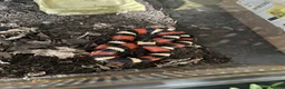 Milk Snake reptiles for sale: Pueplan milk snake  - Advert 1