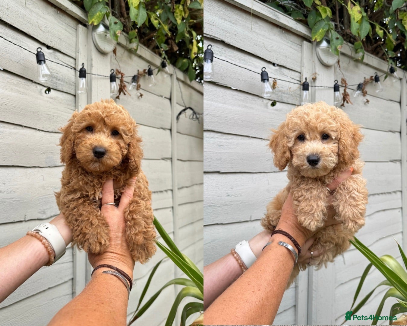 Poochon dogs READY NOW - DNA health tested Poochon Puppies 🐶  - Advert 1