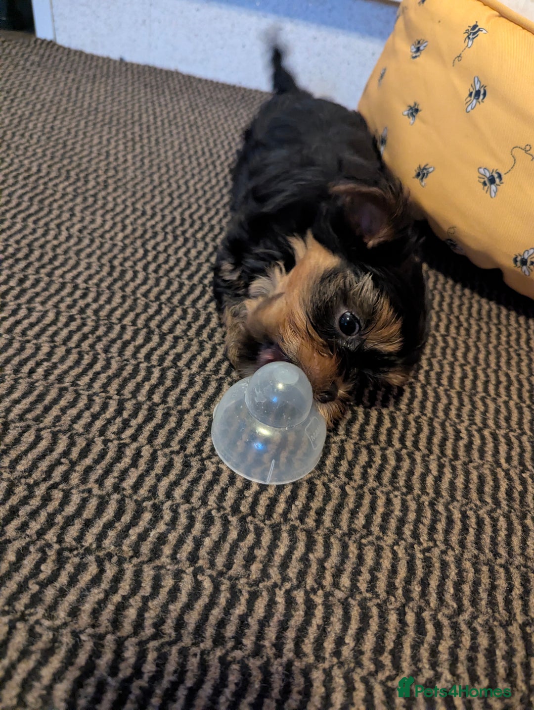 Yorkshire Terrier dogs for sale: Adorable Yorkshire terrier puppies available  - Image 21