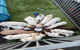 Cocker Spaniel dogs for sale: Working cocker spainel puppies  - Advert 6