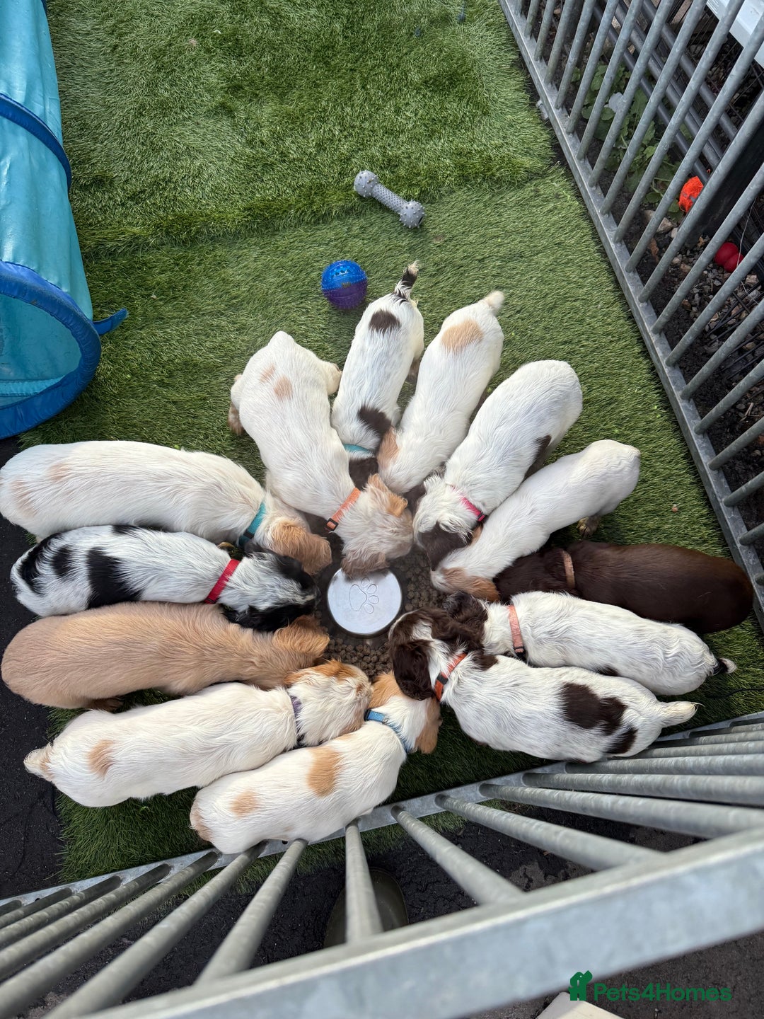 Cocker Spaniel dogs for sale: Working cocker spainel puppies  - Advert 6