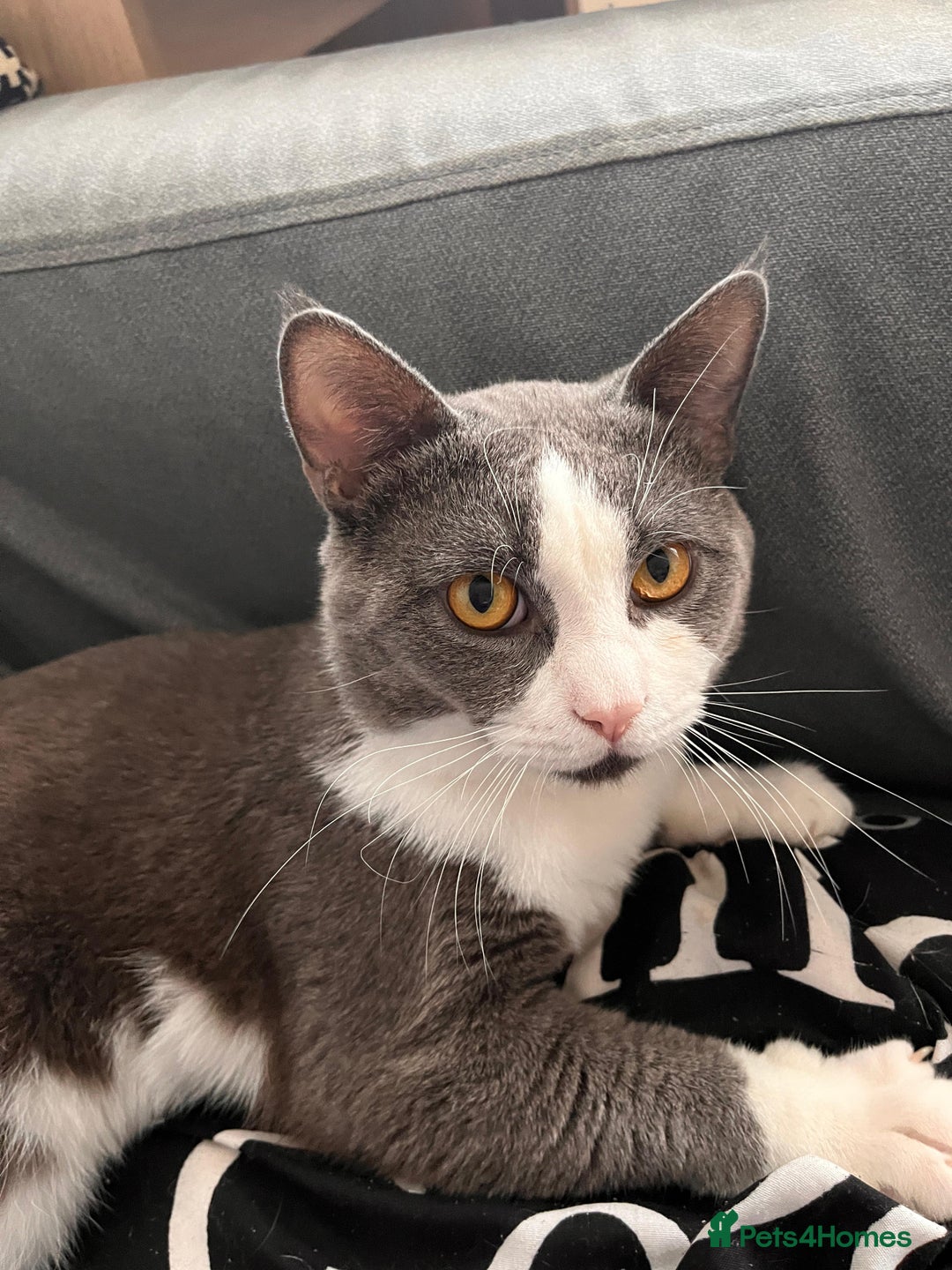 British Shorthair cats for sale: British Short Hair for sale - Image 3